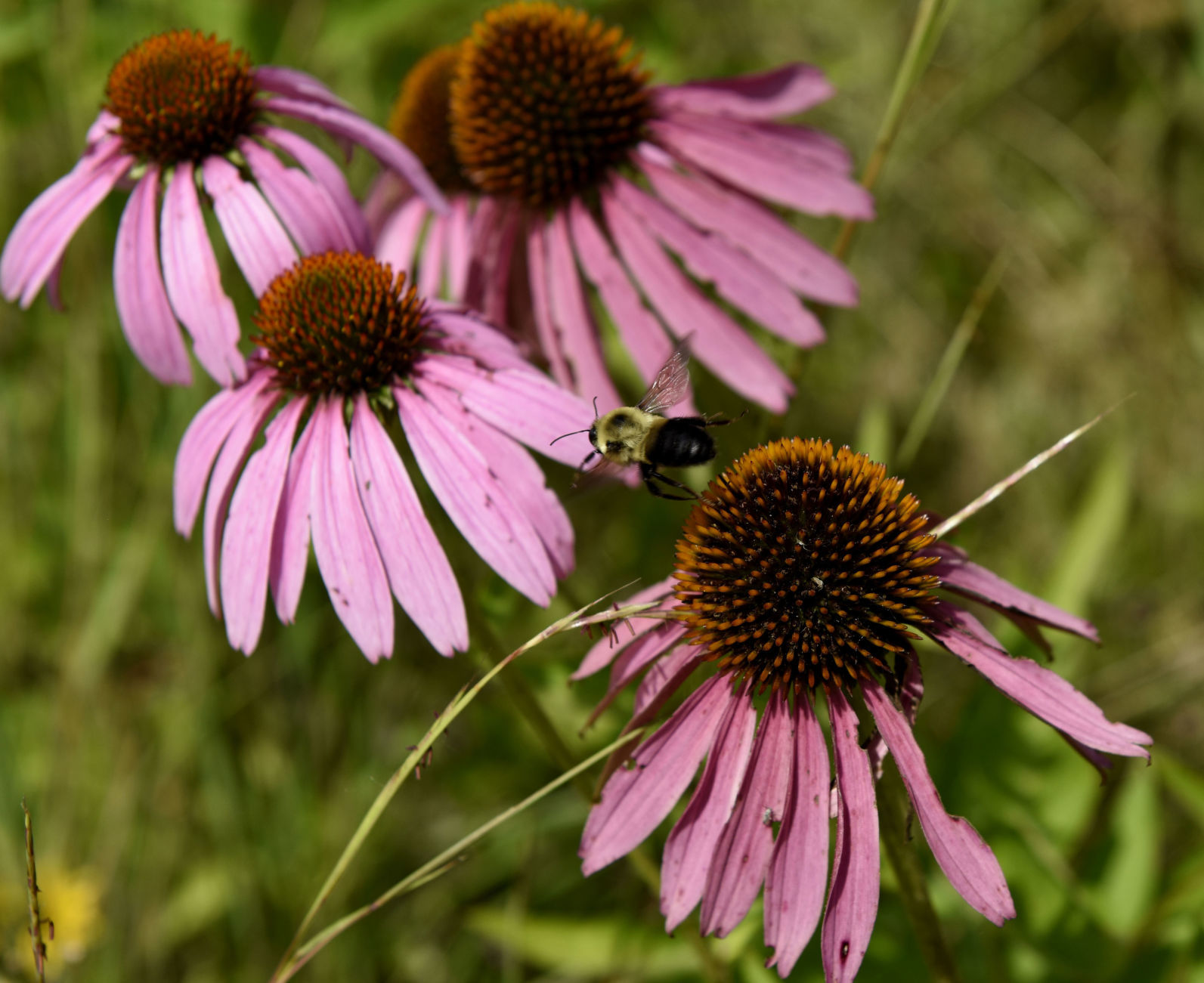 Coneflowers